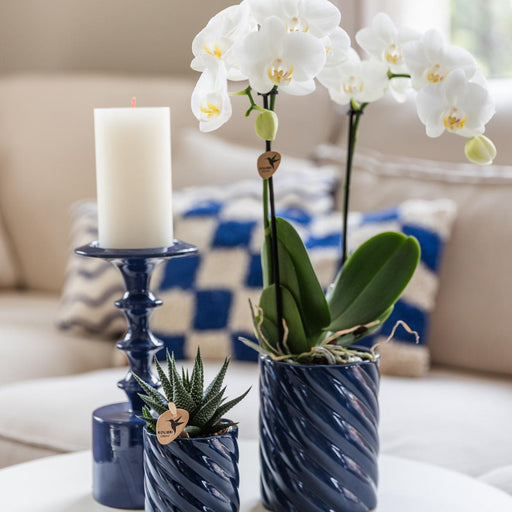 Hvid Phalaenopsis Og Haworthia Orkidé Sat I Slikpotter