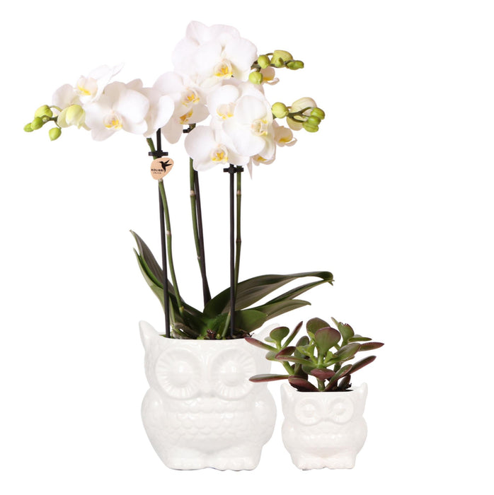 Sæt Hvid Phalaenopsis Orkidé Og Sukkulent Plante Med Potter
