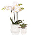 Sæt Hvid Phalaenopsis Orkidé Og Sukkulent Plante Med Potter