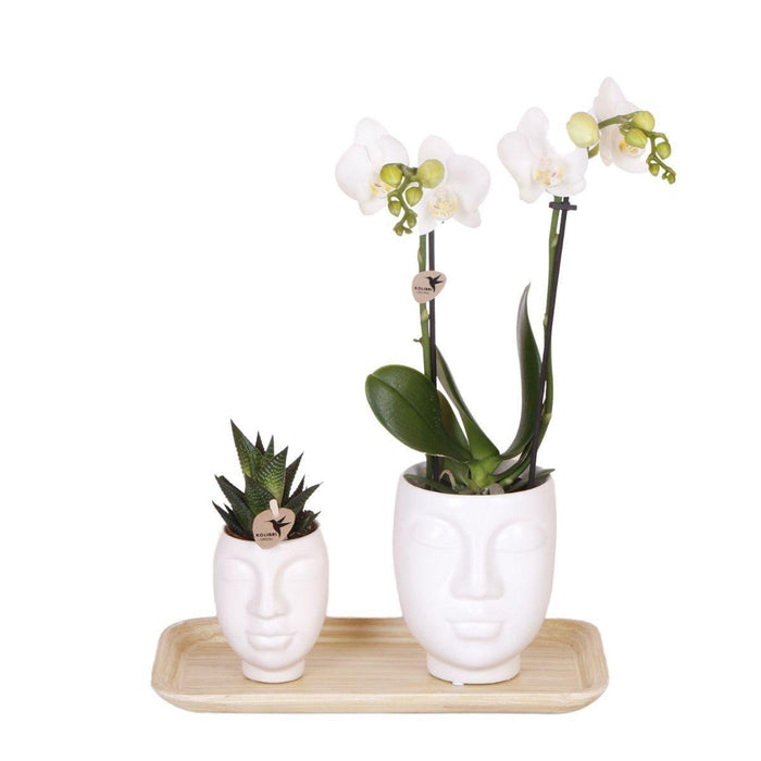 Indendørs Plantesæt: Hvid Amabilis Orchid And Rhipsalis