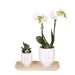 Indendørs Plantesæt: Hvid Amabilis Orchid And Rhipsalis