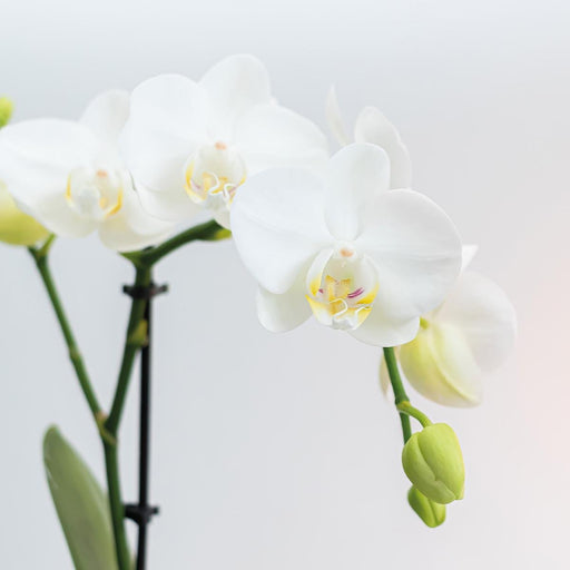 Indendørs Plantesæt: Hvid Amabilis Orchid And Rhipsalis