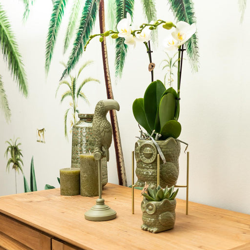 Ugle Plantesæt: Orchid Phalaenopsis & Sukkulent