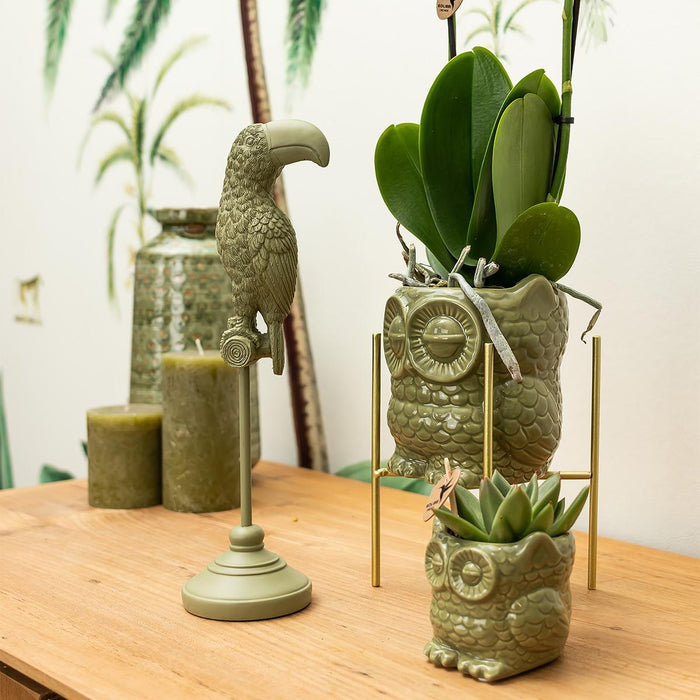 Ugle Plantesæt: Orchid Phalaenopsis & Sukkulent