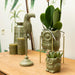 Ugle Plantesæt: Orchid Phalaenopsis & Sukkulent