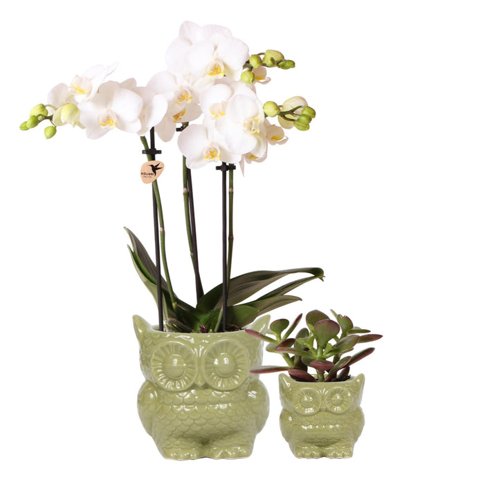 Ugle Plantesæt: Orchid Phalaenopsis & Sukkulent