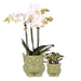 Ugle Plantesæt: Orchid Phalaenopsis & Sukkulent