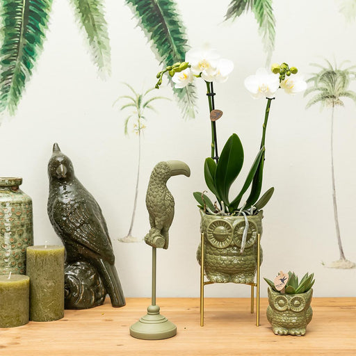 Ugle Plantesæt: Orchid Phalaenopsis & Sukkulent