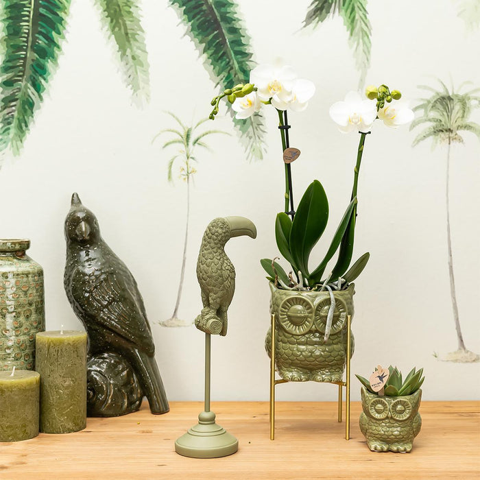 Ugle Plantesæt: Orchid Phalaenopsis & Sukkulent