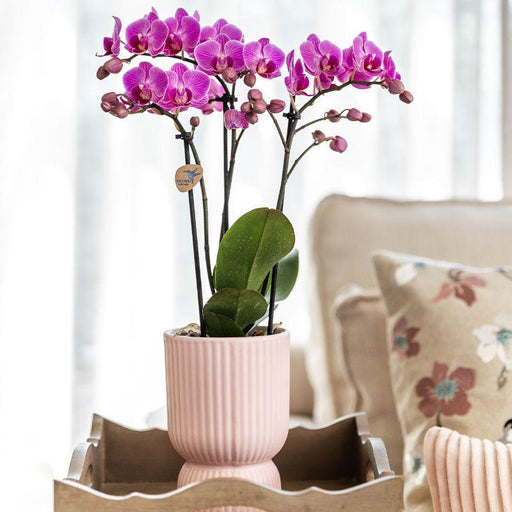 Sæt Med Lyserøde Phalaenopsis-Orkideer I Lyserøde Potter På Hvid Bakke