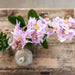 Sæt Med Lyserøde Phalaenopsis-Orkideer I Lyserøde Potter På Hvid Bakke
