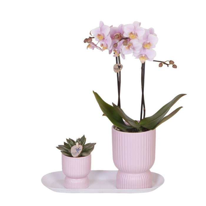Sæt Med Lyserøde Phalaenopsis-Orkideer I Lyserøde Potter På Hvid Bakke