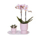 Sæt Med Lyserøde Phalaenopsis-Orkideer I Lyserøde Potter På Hvid Bakke