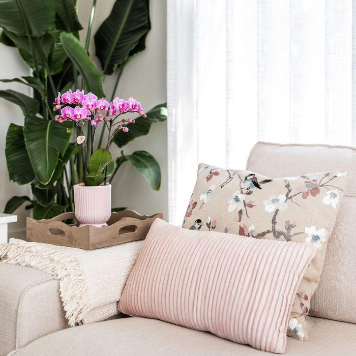 Sæt Med Lyserøde Phalaenopsis-Orkideer I Lyserøde Potter På Hvid Bakke