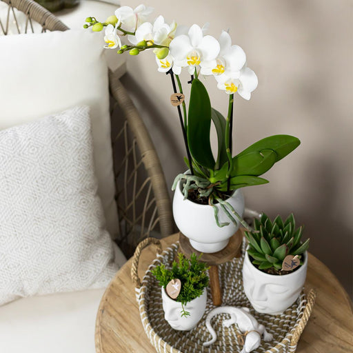 Face-2-Face Plantesæt Med Hvid Orkidé Phalaenopsis
