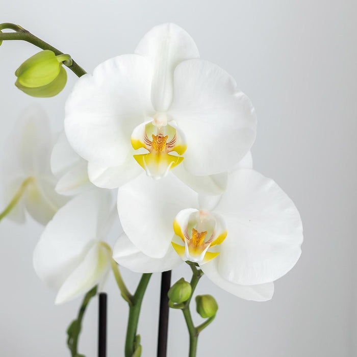 Face-2-Face Plantesæt Med Hvid Orkidé Phalaenopsis