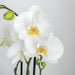 Face-2-Face Plantesæt Med Hvid Orkidé Phalaenopsis