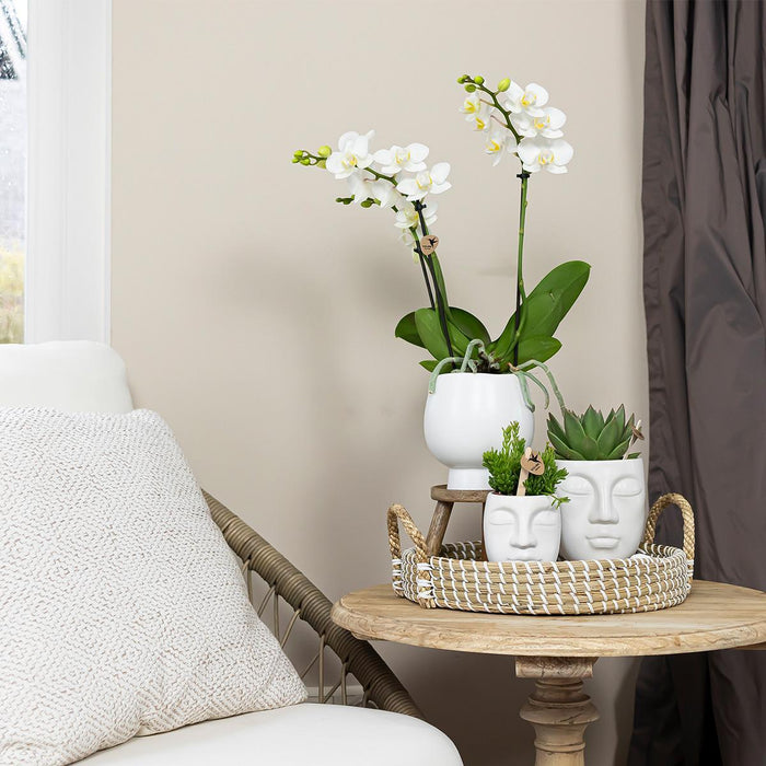 Face-2-Face Plantesæt Med Hvid Orkidé Phalaenopsis