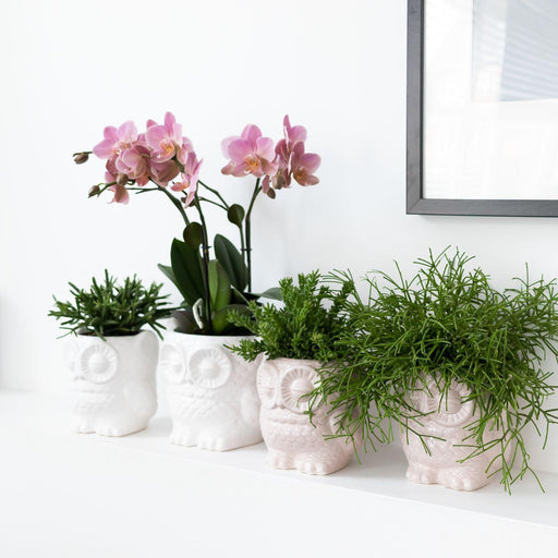 Plantesæt: Treviso Orkidé Og Rhipsalis I Hvide Potter