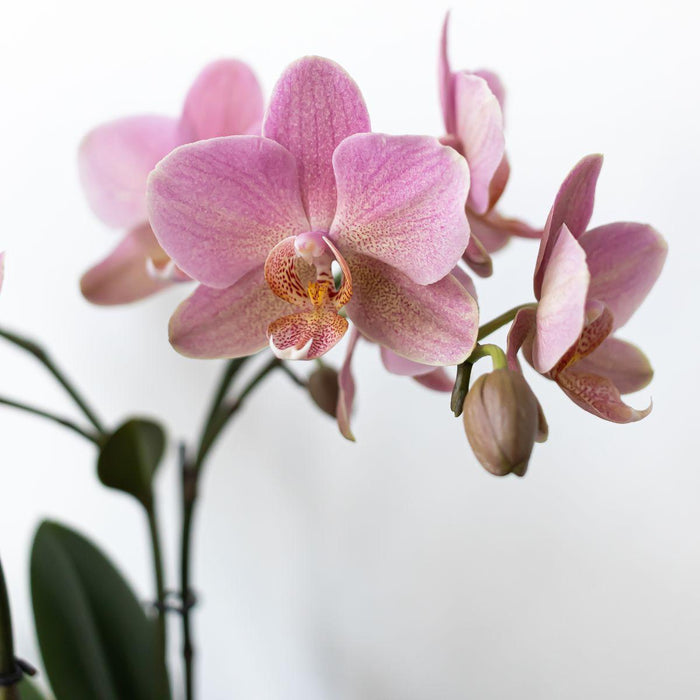 Plantesæt: Treviso Orkidé Og Rhipsalis I Hvide Potter