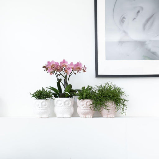 Plantesæt: Treviso Orkidé Og Rhipsalis I Hvide Potter