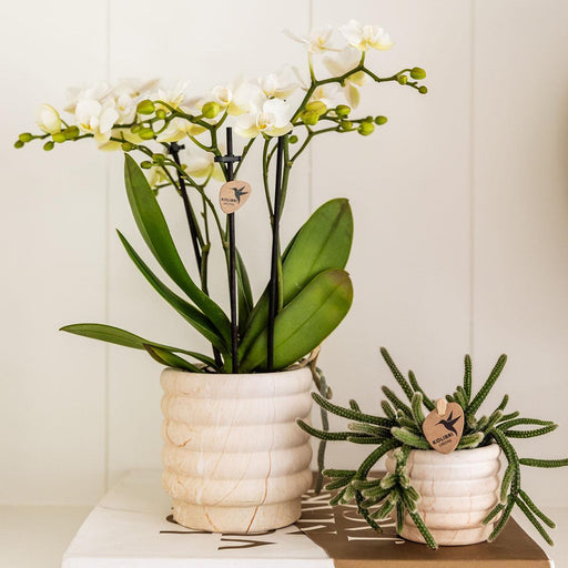 Marmor Light Keramisk Sierpot
