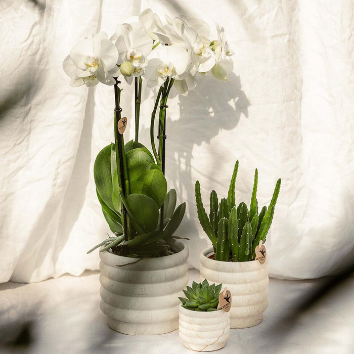 Marmor Light Keramisk Sierpot