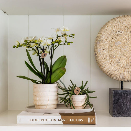 Marmor Light Keramisk Sierpot
