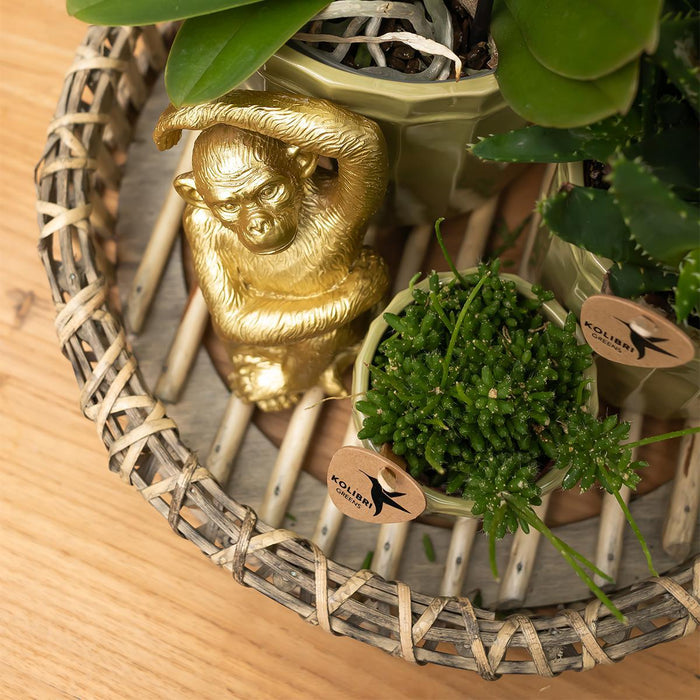 Guld Siddende Abe - Dekorativ Figur