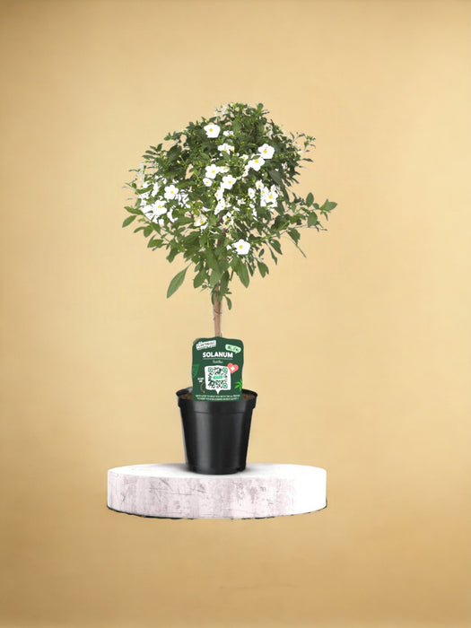 Hvid Solanum