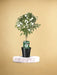 Hvid Solanum
