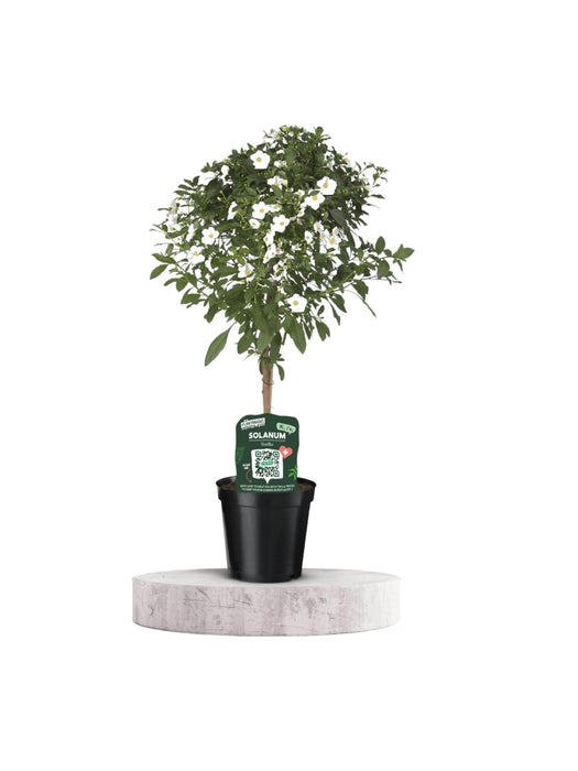 Hvid Solanum