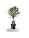 Hvid Solanum