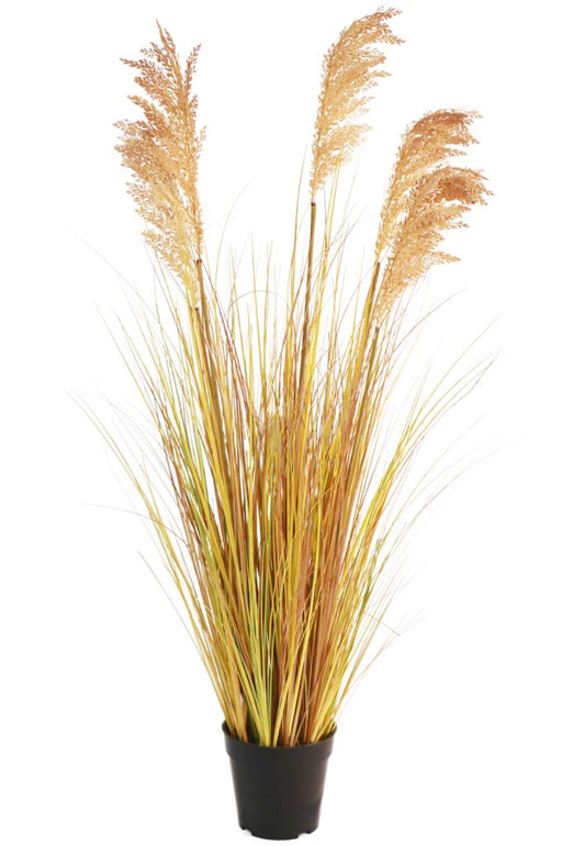 Sorghum - Kunstgræs