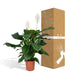 Spathiphyllum