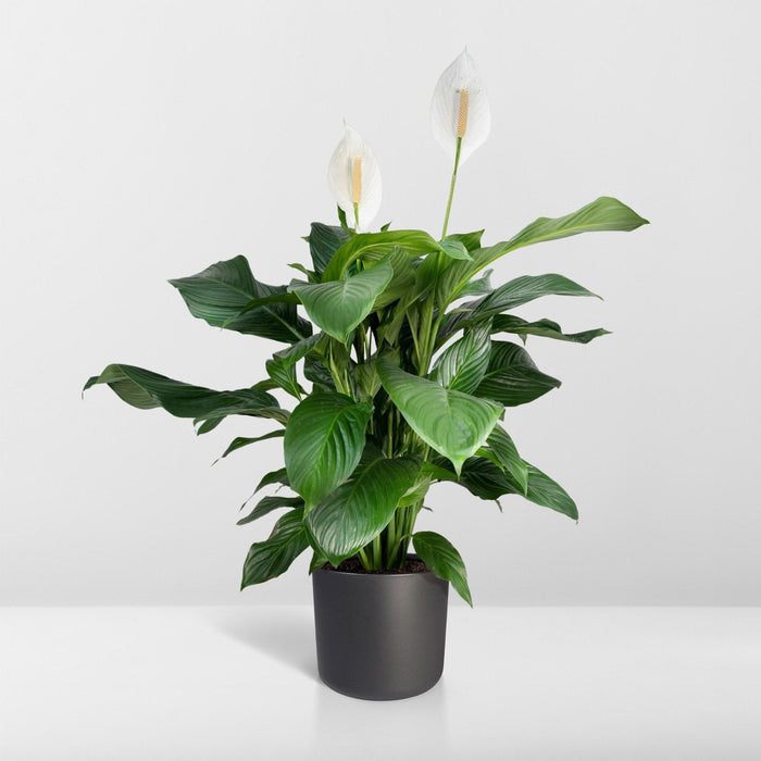 Spathiphyllum