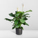 Spathiphyllum