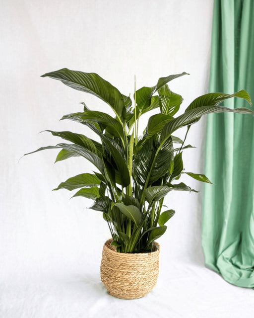 Hvid Spathiphyllum