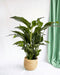 Hvid Spathiphyllum