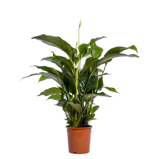 Hvid Spathiphyllum