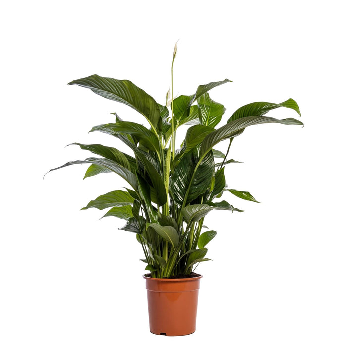 Hvid Spathiphyllum