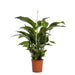 Hvid Spathiphyllum
