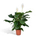 Spathiphyllum