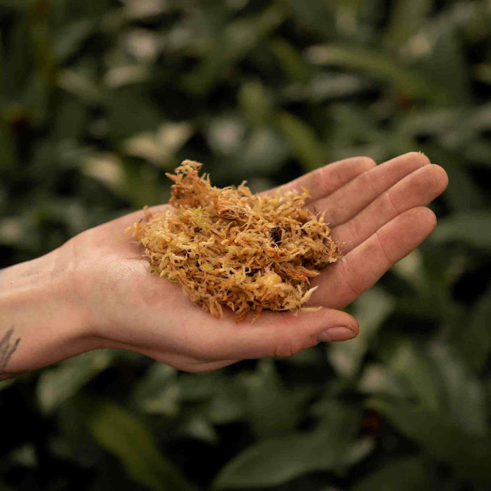 Sphagnum Mos - 3L