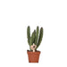 Stapelia | Unik Stueplante - Planteskolepotte Inkluderet