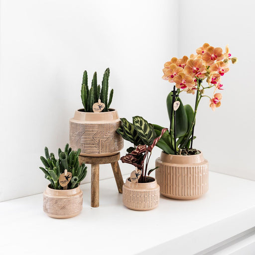 Stapelia - Indendørs Grøn Plante - Elegant Potte Inkluderet