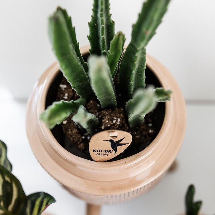 Stapelia - Indendørs Grøn Plante - Elegant Potte Inkluderet