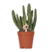 Stapelia - Indendørs Grøn Plante - Elegant Potte Inkluderet