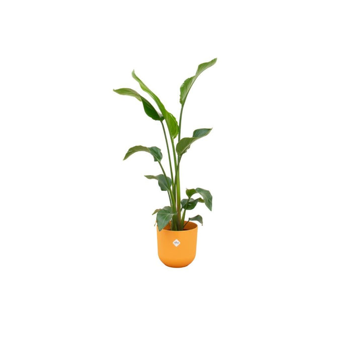 Strelitzia Nicolai 100Cm Og Dens Gryde