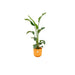 Strelitzia Nicolai 100Cm Og Dens Gryde